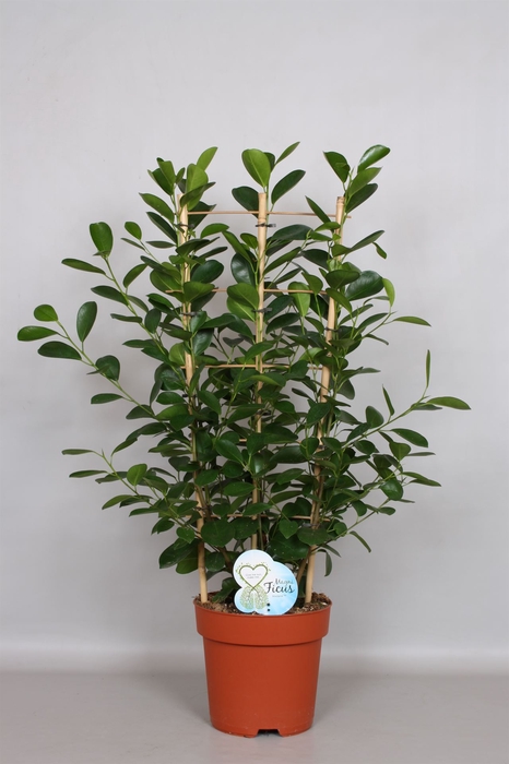 <h4>Ficus microcarpa 'Moclame'</h4>