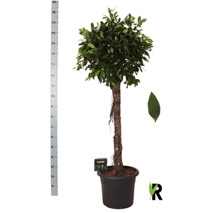 Ficus microcarpa   ...