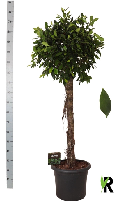 <h4>Ficus microcarpa   ...</h4>