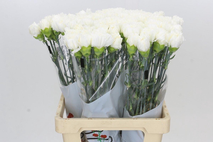 <h4>Dianthus St Holly</h4>