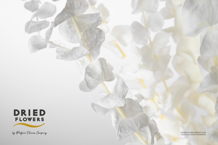 <h4>Dried Bleached Eucalyptus Baby Blue</h4>