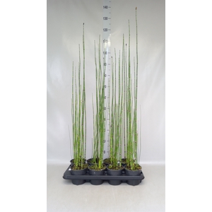 Equisetum hyemale