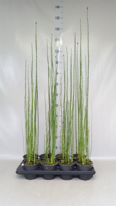 <h4>Equisetum hyemale</h4>