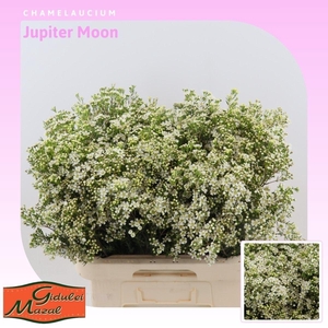 Chamelaucium uncinatum 'Jupiter Moon'