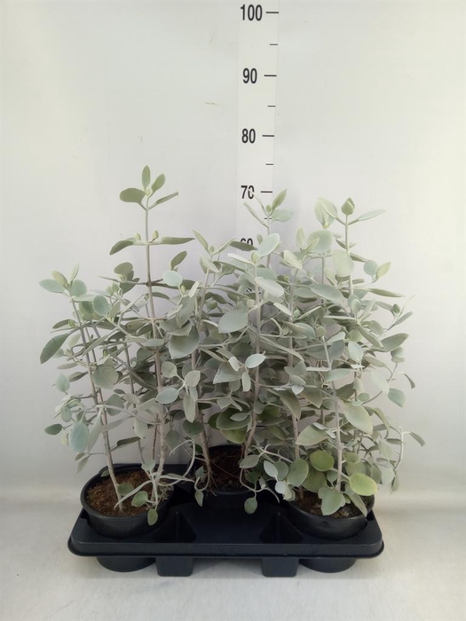 <h4>Kalanchoe NF ...</h4>