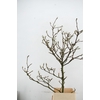 MAGNOLIA GRILLIG PER STEM 160CM