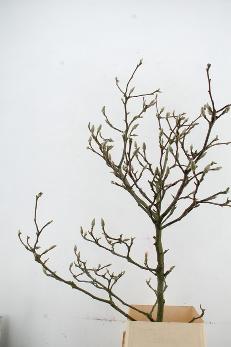 MAGNOLIA GRILLIG PER STEM 160CM