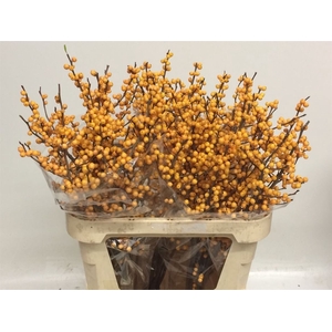 Ilex Ve Gold Verboom