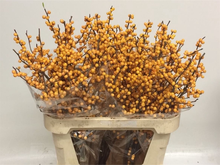 <h4>Ilex Ve Gold Verboom</h4>