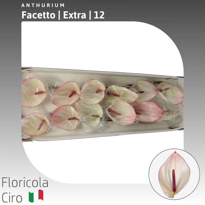 <h4>Anthurium Facetto</h4>