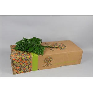 Leatherleaf Large Core