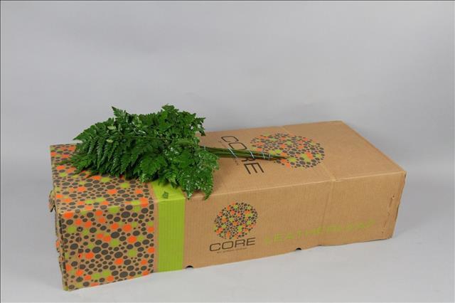 <h4>Leatherleaf Large Core</h4>