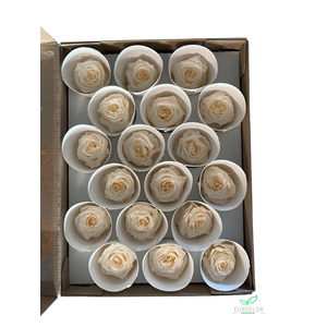PRESERVED ROSES XS CHA-89