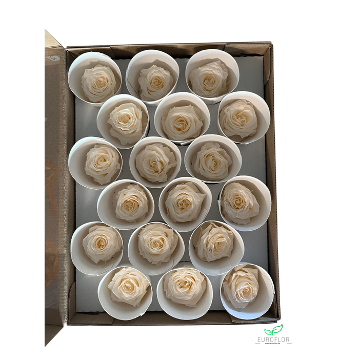 <h4>PRESERVED ROSES XS CHA-89</h4>