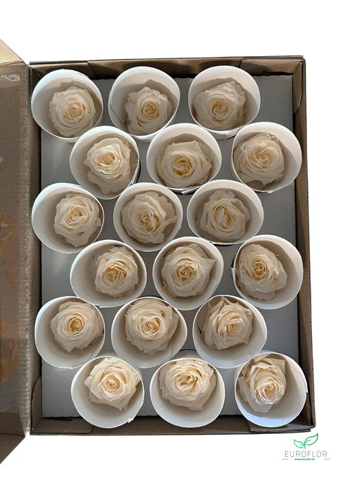PRESERVED ROSES XS CHA-89