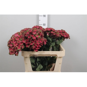 Hydr M Mag Charlotte