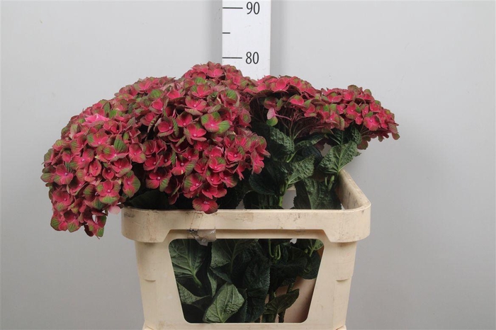 <h4>Hydr M Mag Charlotte</h4>