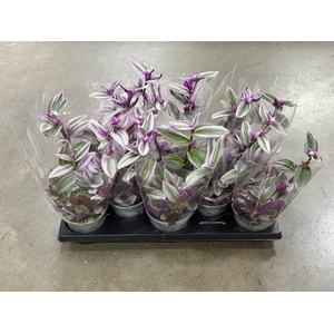 Tradescantia Nanouk 12Ø 20cm