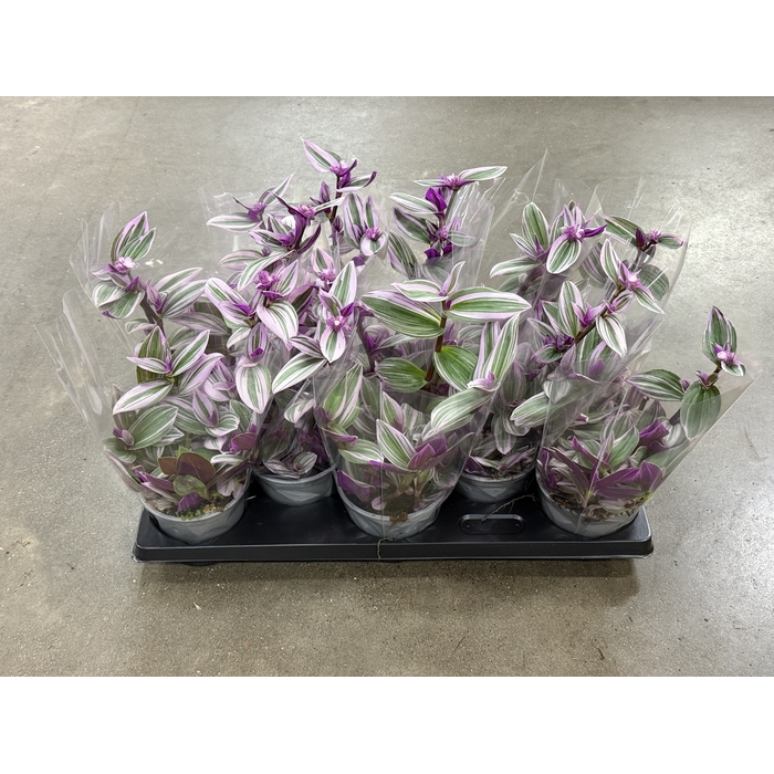 <h4>Tradescantia Nanouk 12Ø 20cm</h4>