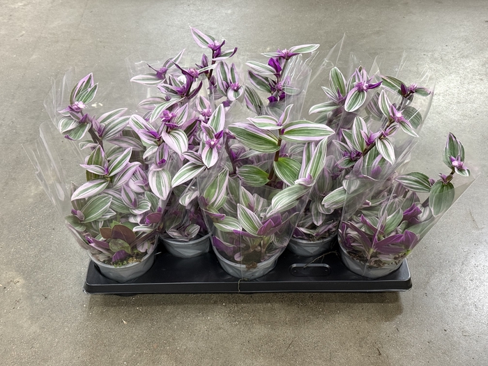 Tradescantia Nanouk 12Ø 20cm