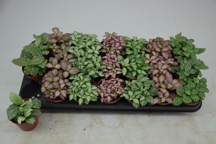 <h4>FITT GEM 7 KL</h4>