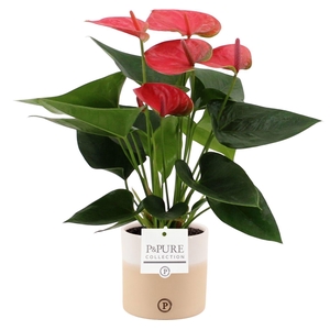 Anthurium 12 cm Sweet Dream in Pure Rosy ceramics