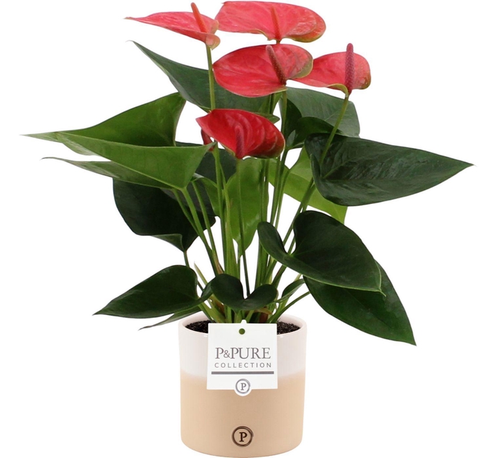 <h4>Anthurium 12 cm Sweet Dream in Pure Rosy ceramics</h4>