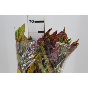 FOLHAGEM CROTON
