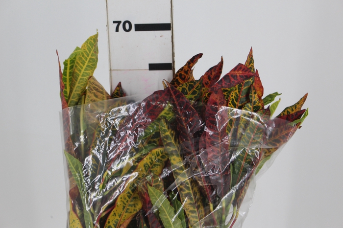 <h4>FOLHAGEM CROTON</h4>