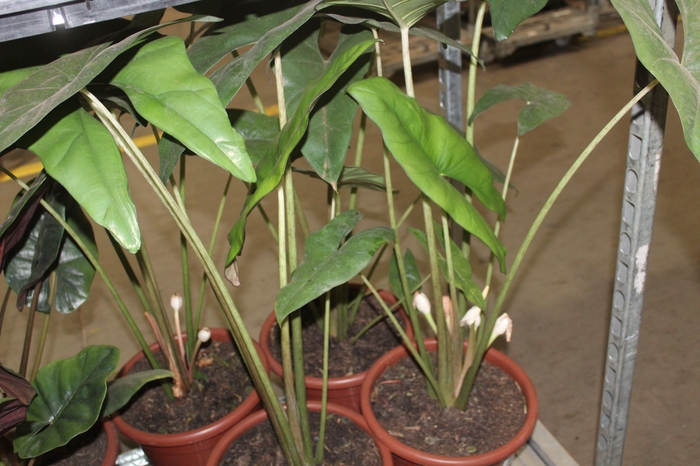 <h4>ALOCASIA PRINCEPS P30</h4>