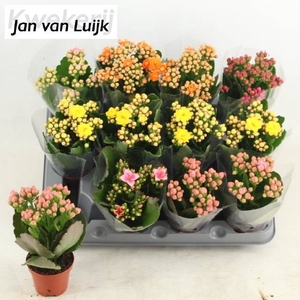 KAL EN GEM 5 KL