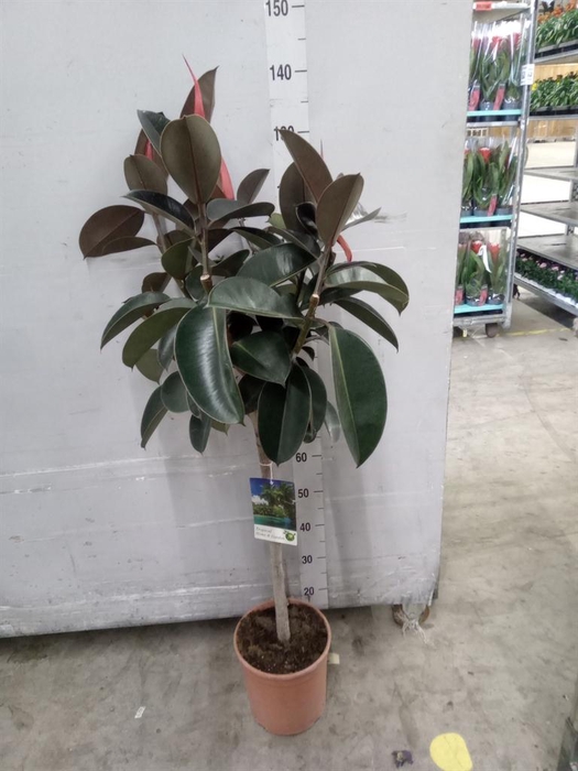 <h4>Ficus   ...</h4>