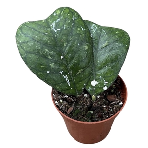 Hoya Deykeae