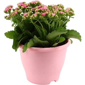 Hello Summer Kalanchoe Blossfeldiana in 19 cm Terras pot Roze