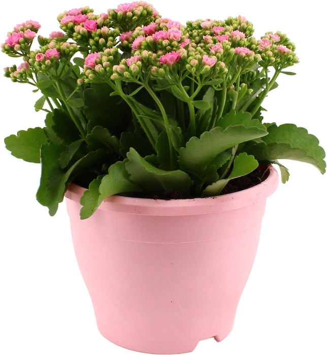 <h4>Hello Summer Kalanchoe Blossfeldiana in 19 cm Terras pot Roze</h4>