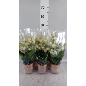 Phalaenopsis multi. 'White Punch'