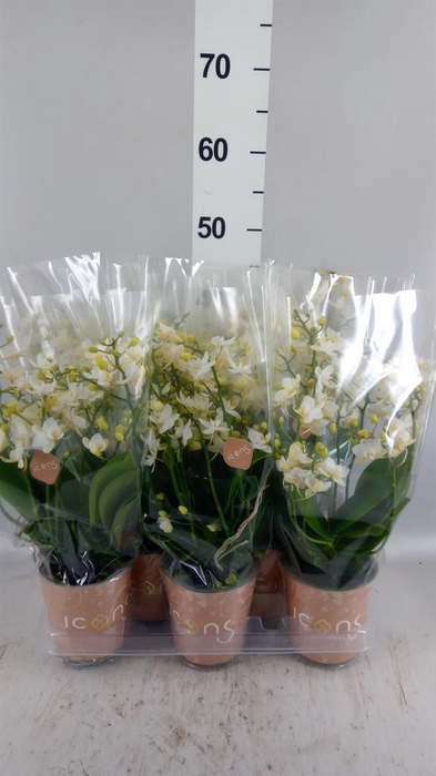<h4>Phalaenopsis multi. 'White Punch'</h4>