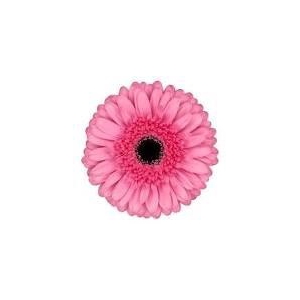 Gerbera Peppa Diamond