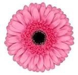 <h4>Gerbera Peppa Diamond</h4>