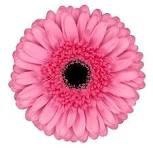 <h4>Gerbera Peppa Diamond</h4>