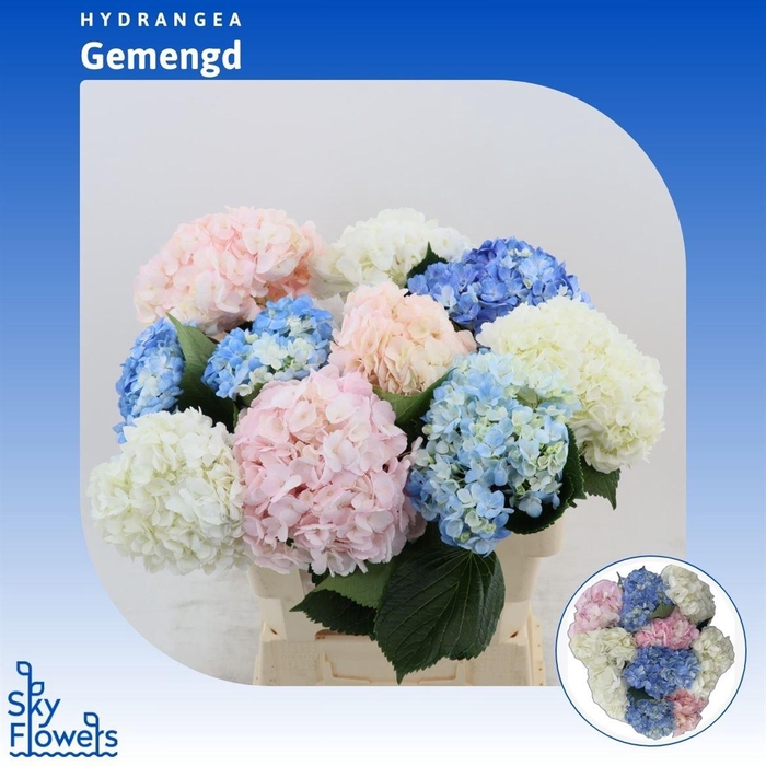 <h4>Hydrangea Gemengd</h4>