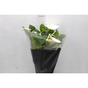 ANTHURIUM ALASKA P17 PREMIUM