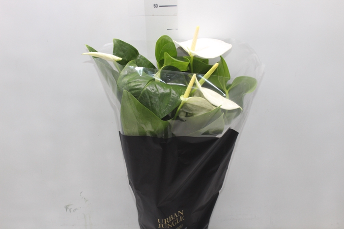 <h4>ANTHURIUM ALASKA P17 PREMIUM</h4>