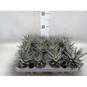 Haworthia fasciala 'Alba'