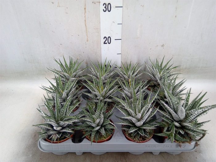 <h4>Haworthia fasciala 'Alba'</h4>