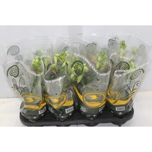 ALBUCA SPIRALIS P14 COM FLOR
