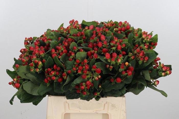 <h4>Hyp Mag Triumph</h4>