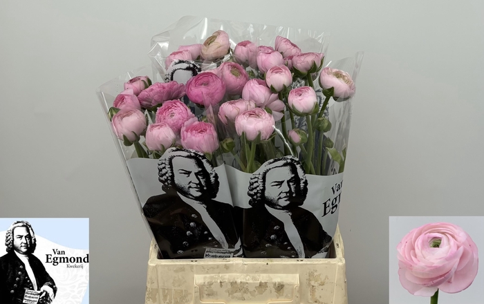 <h4>RAN EL PINK</h4>