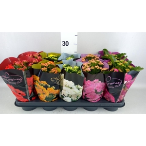 Kalanchoe blos. 'Perfecta'  ..mix 5