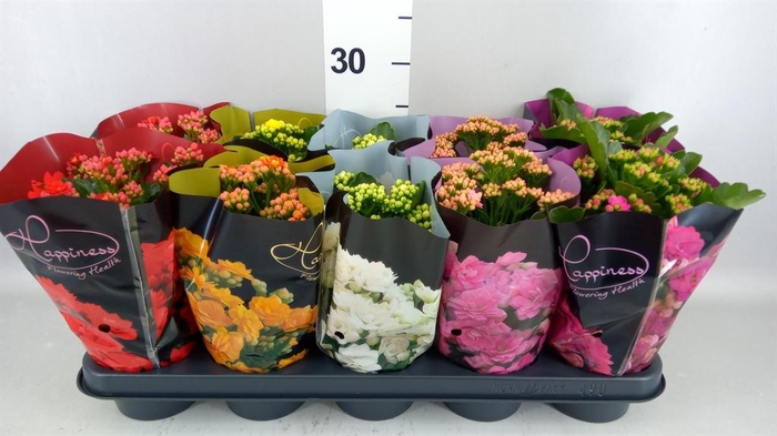 <h4>Kalanchoe blos. 'Perfecta'  ..mix 5</h4>